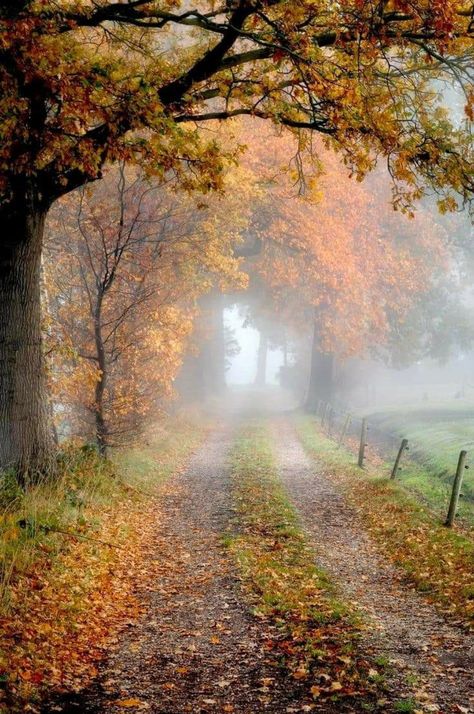 Country Photography, Foggy Morning, Autumn Scenes, Autumn Scenery, Dirt Road, Autumn Beauty, Fall Pictures, Autumn Landscape, Jolie Photo