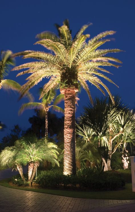 Landscape Lighting Palm Beach Palm Tree Landscaping, Palm Trees Garden, Tree Landscaping, Palm Tree Lights, Palm Trees Landscaping, Tropical Trees, Palm Garden, Landscape Lighting Design, Front Landscaping