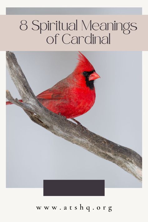 Red Cardinal Meaning, Cardinal Birds Meaning, Cardinal Meaning, Cardinal Symbolism, Bird Meaning, Feather Tattoo Meaning, Feather With Birds Tattoo, Spiritual Animal, Bird Quotes