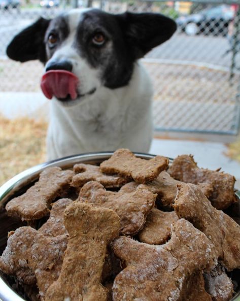 Spent Grain Bread, Spent Grain Recipes, Spent Grain Dog Treats, Dehydrator Dog Treats, Making Dog Treats, Spent Grain, Animal Treats, Beer Food, Cooking With Beer