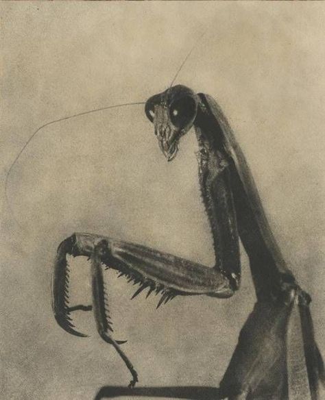 Praying Mantis Humanoid, Preying Mantis Art, Praying Mantis Aesthetic, Praying Mantis Sketch, Mantis Aesthetic, 1940 Aesthetic, Insects Aesthetic, Praying Mantis Drawing, Praying Mantis Art