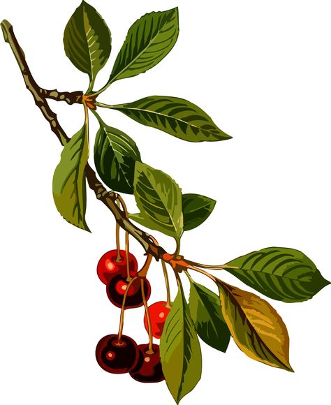 Sour cherry tree 2 (low resolution) by @Firkin, From a drawing in 'Medizinal-Pflanzen', Franz Eugen Köhler, 1887. Version for those needing a small file size and can sacrifice resolution., on @openclipart Sour Cherry Tree, Cherry Plant, Seni Mural, Cherry Leaf, Plant Kitchen, Watercolor Fruit, Illustration Botanique, Leaf Drawing, Sour Cherry