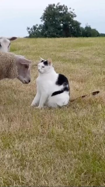 Funniest Animal Videos, Funniest Cats, Dogs Video, Funniest Animals, Cat And Dog Videos, Animals Friendship, Animal Antics, Funny Cats And Dogs, Cute Funny Dogs