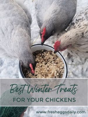 Healthy Chicken Treats, Best Treats For Chickens, Best Food For Chickens, Winter For Chickens, Best Chicken Food For Chickens, How To Care For Chickens In The Winter, Chicken Care In Winter, What To Feed Chickens In The Winter, Homemade Treats For Chickens