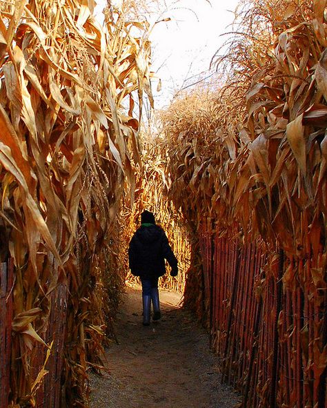 Corn Maze...love to do these in October. We go to a scary corn maze towards the end of October, it's very creepy! Portret Feminin, Studera Motivation, Herbst Bucket List, Corn Stalks, Corn Field, Shotting Photo, Fall Bucket List, Corn Maze, Season Of The Witch