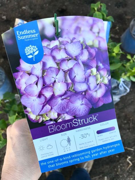 1 Gallon Endless Summer Bloomstruck Hydrangeas - One Hundred Dollars a Month Bloomstruck Hydrangea, Endless Summer Hydrangea, Hydrangea Bloom, Row Covers, Buy Plants Online, Hydrangea Garden, Plant Catalogs, Planting Hydrangeas, Buy Plants