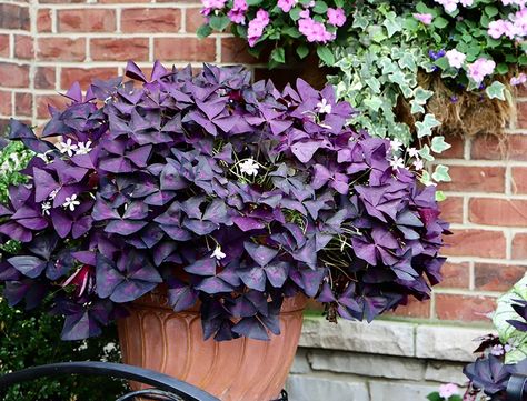 Oxalis Triangularis Guide: How to Grow & Care for “False Shamrock” Shamrock Plant, Purple Shamrock, Oxalis Triangularis, Purple Foliage, Butterfly Plants, Purple Plants, Garden Lovers, Cactus Flower, Perennial Plants