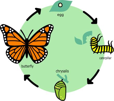 Life Circle, Butterfly Flying, Types Of Butterflies, Butterfly Books, Butterfly Species, Butterfly Life Cycle, Free To Use Images, Butterfly Quilt, Daycare Activities