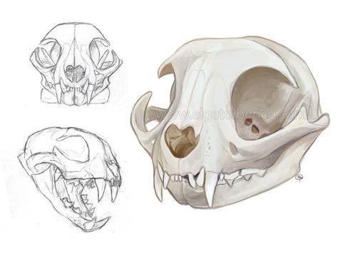 Cat Skull Front View, Cat Skull Design, How To Draw A Cat Skull, Cat Skull Anatomy, Cat Skull Side View, Mouse Skull Drawing, Cat Skull Sketch, Bat Skull Drawing, Animal Skull Drawing Sketches