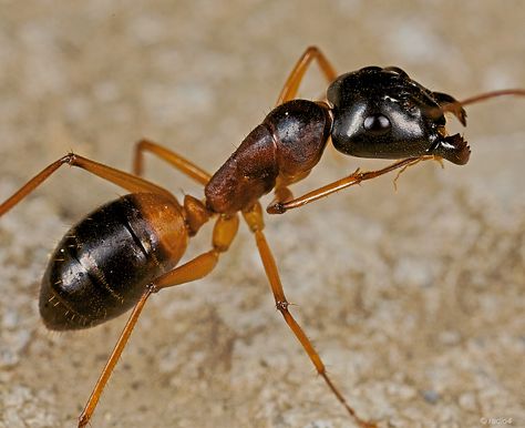 Ants Eye View, Ant Picture, Ants From Up There, Big Ant, Farm Tattoo, Sugar Ants, Ant Formicarium, Ant Farms, Insect Photography