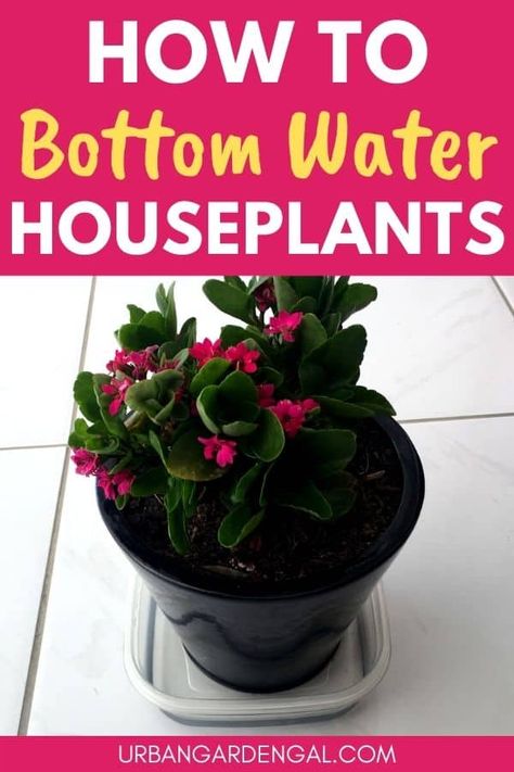 How To Bottom Water Houseplants - Urban Garden Gal Bottom Watering Plants, Safe House Plants, Bottom Watering, Best Bathroom Plants, Self Watering Pots, Spider Plant, Indoor Plant Care, Growing Plants Indoors, Low Light Plants