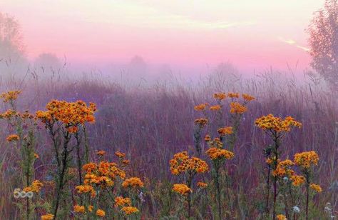 So beautiful! Love the color and #mood :) #photography #flowers #nature #landscape #inspiration Summer Paradise, Nature Aesthetic, Pretty Places, Pretty Pictures, Mother Nature, Flower Power, Beautiful Nature, Wild Flowers, Landscaping