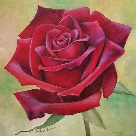 Red Rose Acrylic Painting Tutorial by Angela Anderson on YouTube  https://youtu.be/HOayub3Sm8Y Free Full-Length Video Lessons Online LIVE Twice Weekly! #acrylicpainting #rose #rosepainting #largeflowerseries #floralacrylicpainting #flowerpainting #fredrixcanvas #goldenacrylics #princetonbrushes Red Rose Sketch, Rose Acrylic Painting, Flowers Painting Acrylic, Rose Painting Acrylic, Realistic Flower Drawing, Angela Anderson, Rose Line Art, Acrylic Rose, Rose Sketch