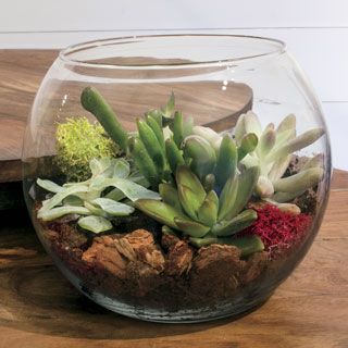 Succulent Terrarium Bowl