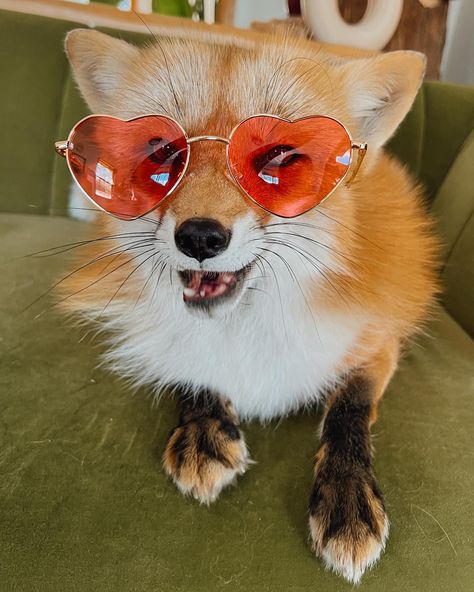 Kiss kiss 💋 #happyvalentinesday #raccoon #fox #skunk #aliem | Instagram Red Heart Sunglasses, Fox And Raccoon, Celtic Animals, Animal References, Heart Sunglasses, Silly Animals, Cute Fox, Red Heart, Happy Valentines Day