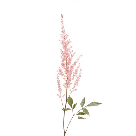 Astilbe Flower, Draw Flowers Watercolor, Pink Astilbe, Flower Of Love, Flower Tattoo Shoulder, Peonies Garden, Pink Ivory, Orchid Care, Flower Therapy