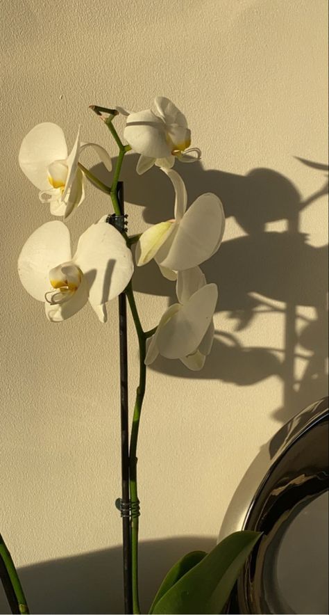 a white moth orchid Moth Orchid Aesthetic, White Orchid Aesthetic, Orchid Wallpaper Aesthetic, Orchid Aesthetic Wallpaper, Orchid Flower Aesthetic, Orchids Aesthetic, Aesthetic Moth, White Flower Aesthetic, Orchid Aesthetic