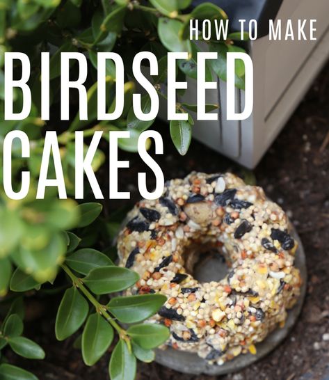 Birdseed Cakes, Bird Seed Cakes, Bird Seed Crafts, Bird Suet, Suet Cakes, Bird Seed Ornaments, Karo Syrup, Bird Treats, Seed Cake