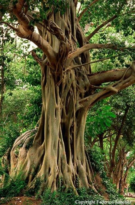 The Bodhi tree, also known as Bo and ‘peepal Tree’ in Nepal and Bhutan, was a large and very old sacred fig tree located in Bodh Gaya, India. Boom Kunst, Bodh Gaya, Weird Trees, Bodhi Tree, Large Tree, Old Tree, Old Trees, Unique Trees, Tree Hugger