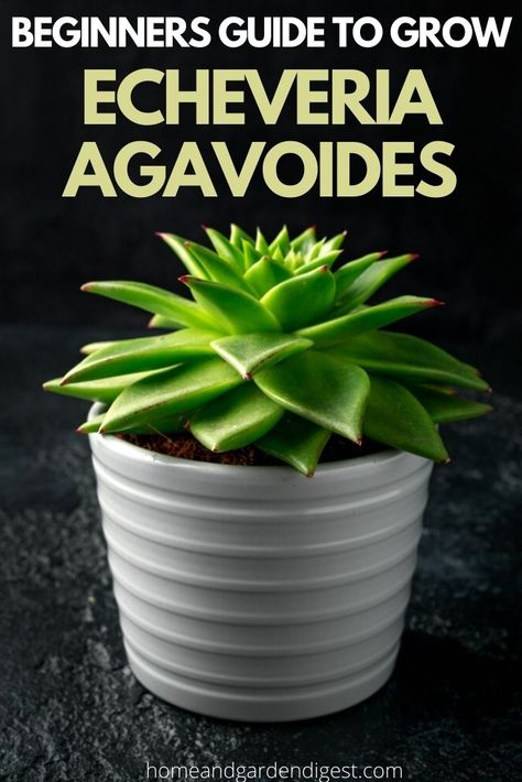 Echeveria Agavoides: How To Plant & Care For Lipstick Echeveria Lipstick Echeveria, Echeveria Care, Gravel Garden, Top Soil, Garden Photography, Replant, Succulent Plants, Types Of Soil, Plant Needs