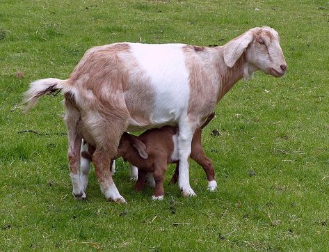 Anglo Nubian Goats, Norway Rat, Nubian Goats, Wild Cat Species, Fox Bat, African Forest Elephant, Young Rabbit, Nubian Goat, Deer Species