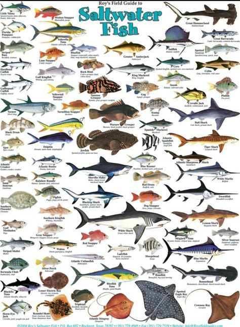 Types of salt water fish.  www.facebook.com/groups/nauticalboss Fish Chart, Marine Creatures, Ikan Koi, Salt Water Fishing, Salt Water Fish, Fishing Techniques, Fishing Supplies, Types Of Fish, Deep Sea Fishing