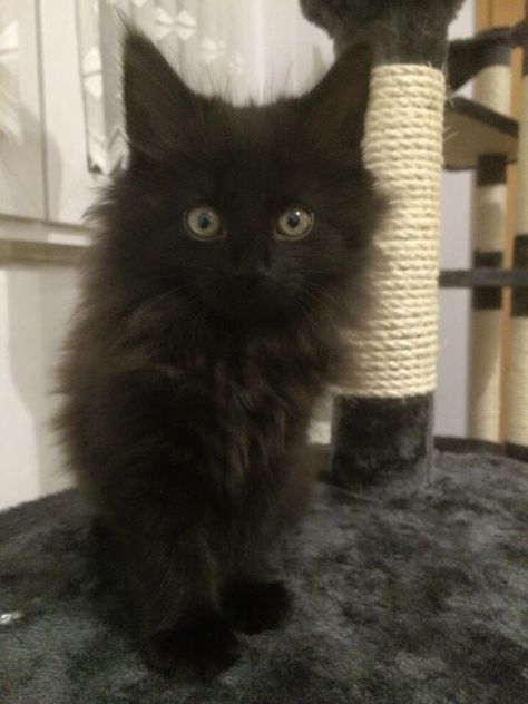 Lyric.....black kitten ~ Norwegian Forest Cat ♥ Norwegian Forest Cat Black, Zenith Aesthetic, Norwegian Forest Cat Kitten, Black Norwegian Forest Cat, Norwegian Forest Kittens, Norwegian Cat, Fluffy Black Cat, Siberian Kittens, Black Kittens