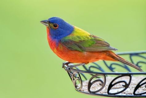 Bunting Bird, Painted Bunting, Facebook Icons, Common Birds, Animal Reference, Reference Pictures, Backyard Birds, Exotic Birds, All Shapes