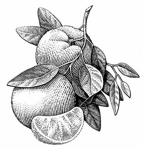 Scratchboard Illustration, Scratchboard Art, Engraving Illustration, Botanical Drawings, Ink Illustrations, Drawing Tutorials, Pen Art, Painting Illustration, 2 On