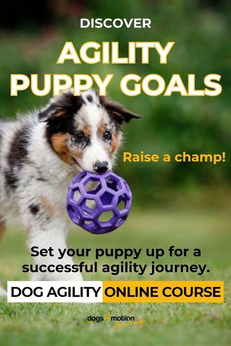 Set your puppy up for a successful agility journey with this dog agility online course. Discover puppy goals for agility and raise a champ by building on the right foundations, establishing teamwork with your dog, and building an understanding from a young age. This 12-week long program for puppy owners includes everything from dog agility videos and dog exercises that require minimal agility equipment to tricks for puppies, and much more. Are you ready to conquer agility with your pup? Agility Workouts, Dog Agility Course, Crate Training Puppy, Agility Training For Dogs, Dog Exercise, Leash Training, Agility Training, Puppy Training Tips, Best Puppies