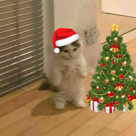 Navidad Aesthetic Icons, Navidad Random Icons, Christmas Reaction Pics, Christmas Pfp Funny, Toro Cat Pfp, Pete The Cat Christmas, Christmas Cat Memes, Christmas Cat Pfp, Toro Cat