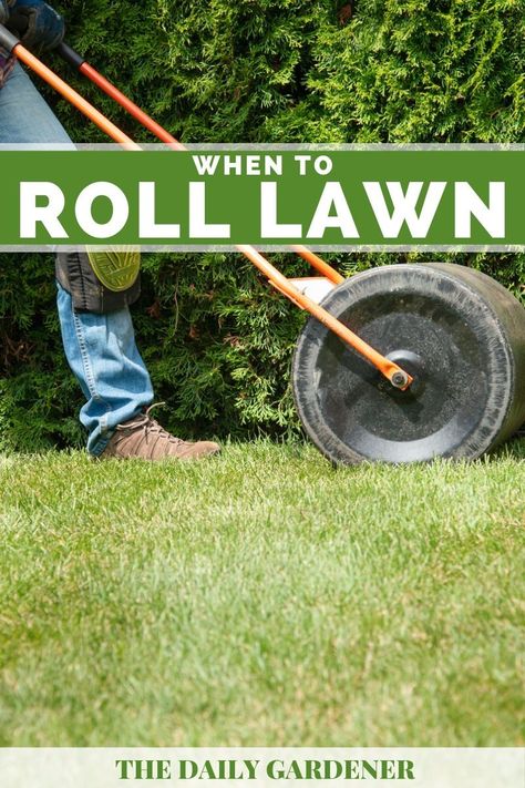 When to Roll Your Lawn? Rototilling Yard, Yard Grading, Lawn Rollers, Lawn Roller, Lawn Edger, Growing Grass, Diy Lawn, Grass Roots, Healthy Lawn