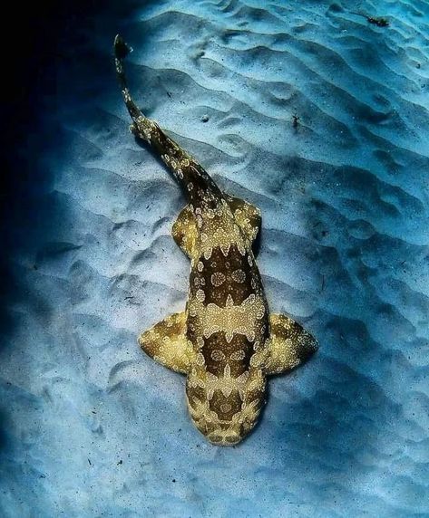 Wobbegong Shark Tattoo, Rowan Tattoo, Carpet Shark, Wobbegong Shark, Shark Video, Ocean Facts, Biology Facts, Shark Tattoos, Water Animals