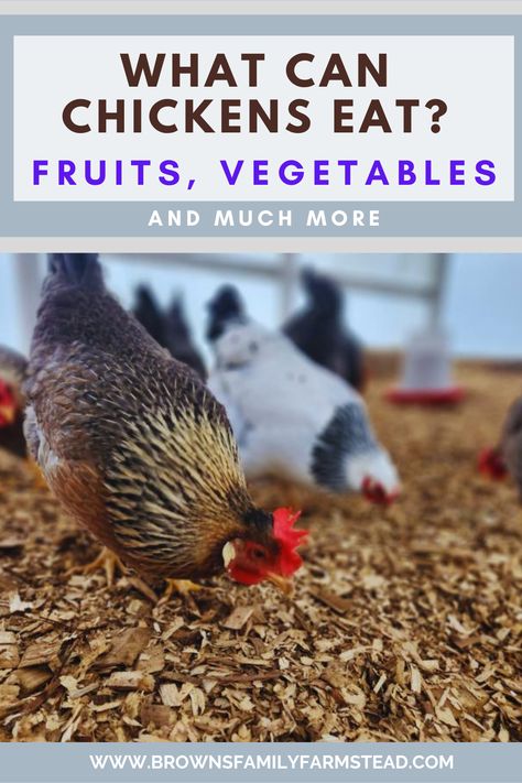 Chickens Eating Veggies For Chickens To Eat, Can Chickens Eat Cucumbers, Plants Around Chicken Coop, Chicken Trough, Chickens In The Garden, Snacks For Chickens, What Can Chickens Eat, Plants For Chickens, Feed Chickens