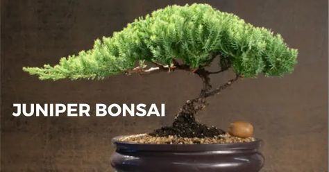 Juniper Bonsai Tree Care - The Bonsai Master Small Garden Features, Juniper Bonsai Tree, Green Bug, Succulent Potting Mix, Bonsai Tree Types, Bonsai Care, Bonsai Tree Care, Juniper Tree, Mame Bonsai