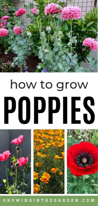 Grow Poppies From Seed, How To Grow Poppies From Seed, Poppy Landscape, Planting Poppy Seeds, Wild Flower Garden, Poppy Seed Pods, Growing Poppies, Planting Poppies, Homestead Gardening