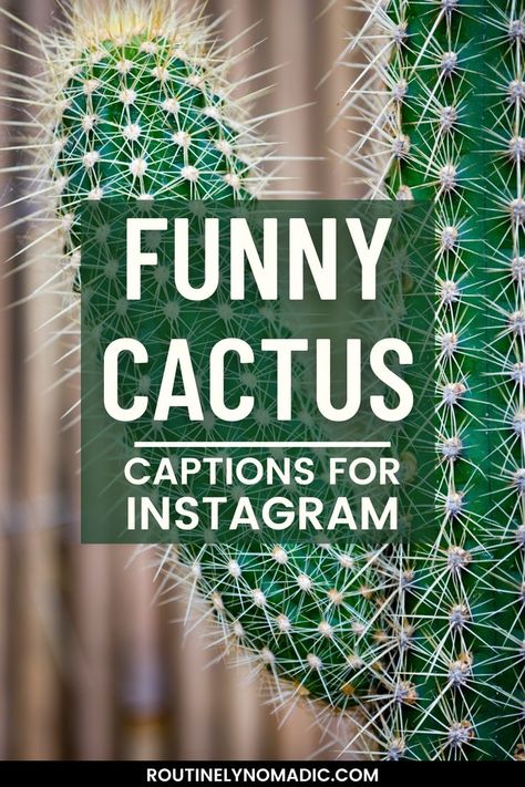 Tall cactus with words Funny Cactus Captions for Instagram Cactus Pun, Cactus Quotes, Funny Cactus, Cute Captions, Captions For Instagram, Nature Quotes, Funny Puns, Instagram Captions, The Desert