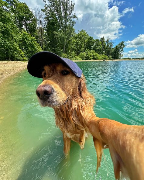 Summer days wouldn’t be the same without my @47 hat from the Dog Collection 🧢 use code DONUT20 for 20% off your purchase at 47brand.com #ad #47brand Billy Showalter, 47 Hat, Dream Puppy, Cutee Animals, Golden Labrador, Dog Photoshoot, Dog Pics, Cute Animals Puppies, Cute Animals Images