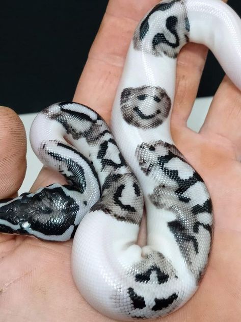 Snake With Smiley Face, Pretty Snake Drawing, Pretty Snakes Beautiful, Aesthetic Snakes, Snake Types, Snake Pic, Fluffy Snake, Snakes Python, Cute Ball Python