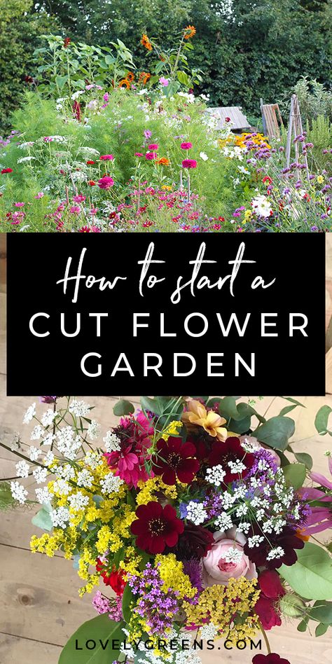 Best Flowers To Dry Out, Picking Garden Design, Pick Your Own Flower Garden, Cupcake Cosmos Flowers, Flowers Around Patio, Picking Flower Garden, Zone 6 Gardening Flowers, How To Grow A Wildflower Garden, Flower Garden Inspiration Backyards