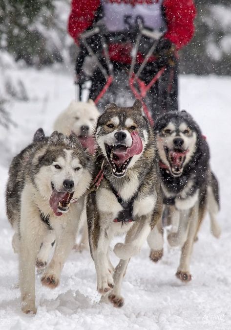 Dog Sledding ... I've already been (twice!) but I'd love to do it again as an adult and take Alex too! Huskies Sled, Malamute Husky, Snow Dog, Sled Dogs, Husky Lover, German Shepards, My Husky, Dream Dog, Love My Dog