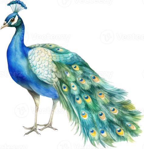 Peacock bird watercolor illustration. AI Generated Peacock Watercolor, Peacock Illustration, Peacock Illustration Design, Watercolor Peacock Feather, Peacock Butterfly Illustration, Peacock Illustration Vector, Watercolour Peacock Feather, Watercolor Peacock, Peacock Bird