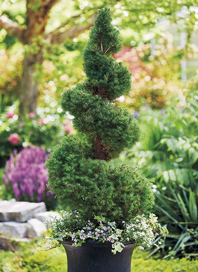 Don't spend money on a spiral topiary - learn how to do it yourself with our how-to video! #Topiary #GardenStyle #DIY #TopiaryGarden #GardenGateMagazine Topiary Planter Ideas, Alberta Spruce Topiary, Spiral Topiary, Outdoor Topiary, Topiary Diy, Spiral Tree, Topiary Tree, Topiary Plants, Topiary Garden