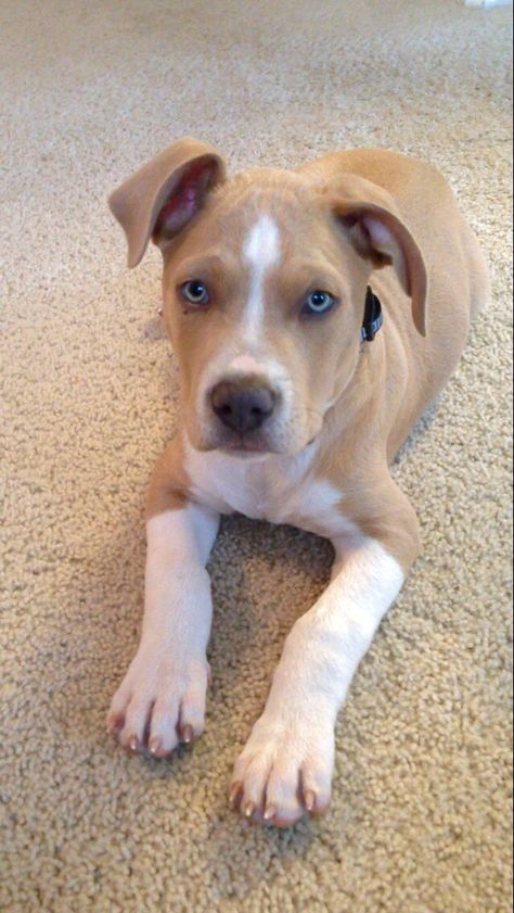 This is our Charlie! Amstaff puppy. #americanstaffordshireterrier #pitbull #puppy American Amstaff, Staff Puppy, Amstaff Dog, American Stafford, Pitbull Dog Breed, Amstaff Puppy, Bully Breeds Dogs, Dachshund Mom, Pitbull Puppy