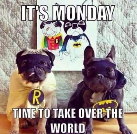 Montag Motivation, Quotes Funny Life, Love Mondays, Monday Motivation Quotes, Monday Memes, Super Funny Pictures, Tuesday Humor, Weekday Quotes, Monday Humor