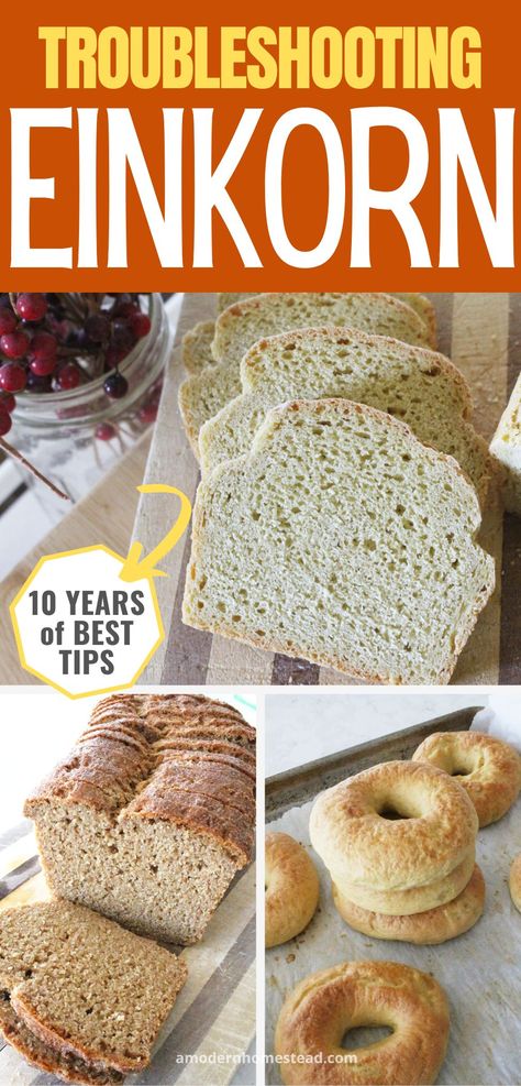 Troubleshooting Einkorn (10 years of best tips and tricks!) Ancient Grains Recipes, Einkorn Bread, Einkorn Recipes, Einkorn Flour, Wheat Recipes, Sourdough Starter Recipe, Honey Wheat, Image Collage, Bread Appetizers