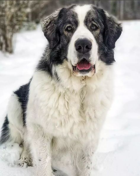 pyrenean-mastiff-sitting-in-snow-luonnonlapsen Great Pyrenees Photography, Pyrenean Mastiff, Mastiff Dog Breeds, Tattoos For Dog Lovers, English Dogs, Mastiff Breeds, Rare Dogs, Mastiff Puppies, Rare Dog Breeds