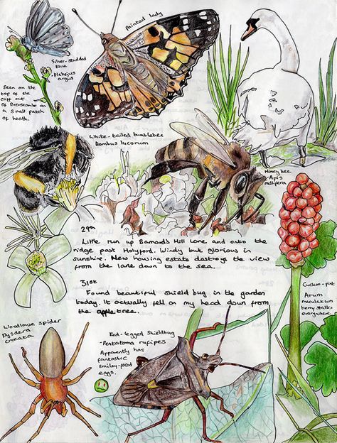 Extracts from a Nature Journal by Alex Boon - Little Toller Books Nature Journal Inspiration, Nature Journaling Inspiration, Nature Journal Pages, Nature Journal Aesthetic, Sketchbook Ideas Nature, Entomology Journal, Natural Forms Gcse Title Page, Nature Zine, Nature Journal Ideas