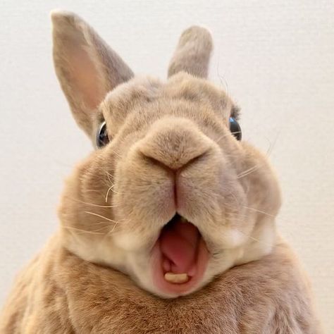 Rabbit Pictures, Bunny Images, Cute Bunny Pictures, Funny Rabbit, Bunny Pictures, Pet Bunny, Funny Bunnies, Silly Animals