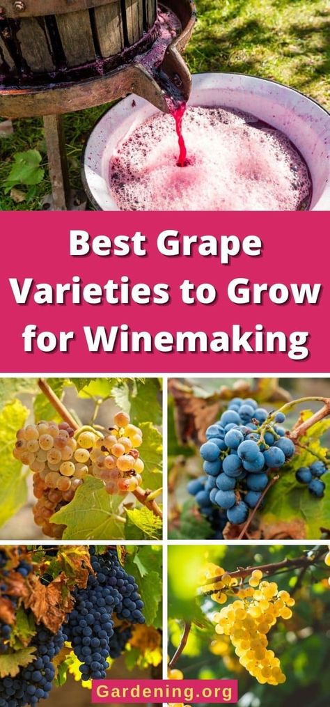 Best Grape Varieties to Grow for Winemaking How To Grow Grapes, Backyard Vineyard, Growing Wine Grapes, Syrah Wine, White Wine Grapes, Pinot Noir Grapes, Grape Plant, Plant Diy, Grape Varieties